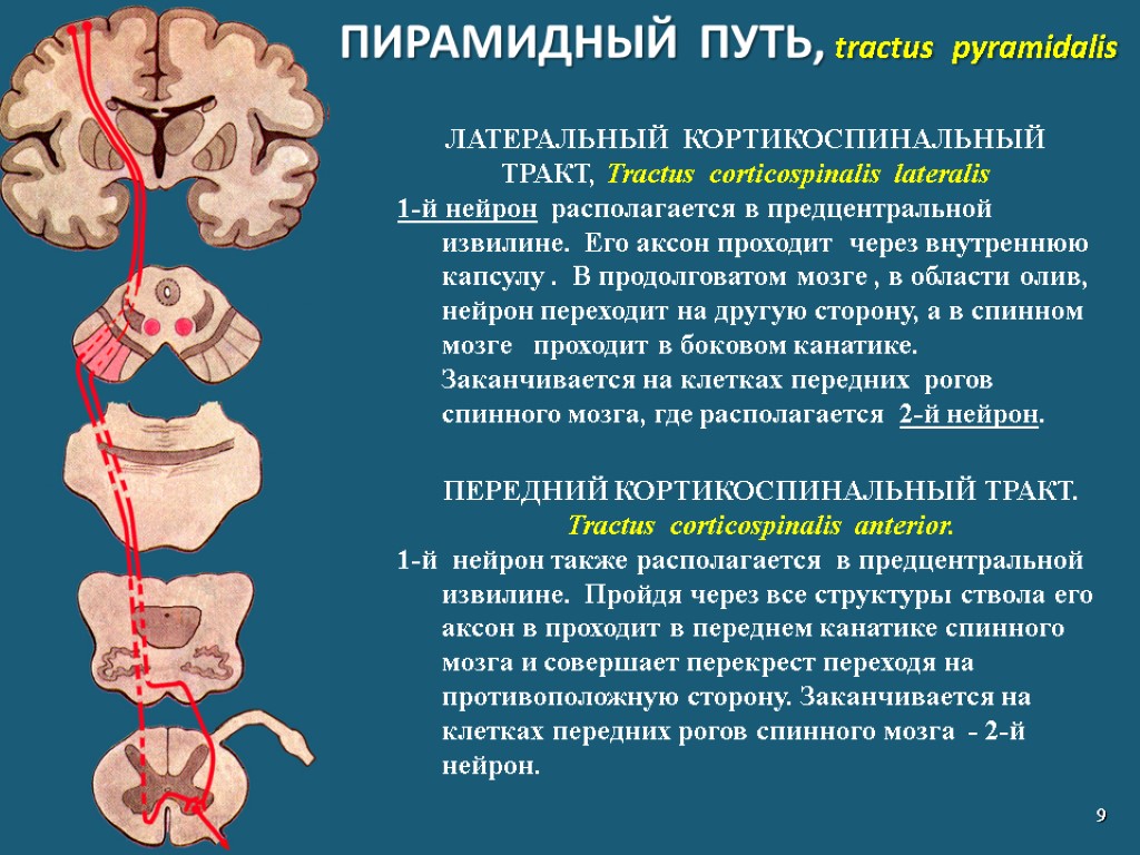 Рисунки по неврологии